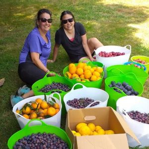 Community Fruit pick day