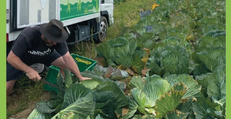 Man wearing Kaibosh tee shirt harvests cabbages in field crouched down in front of a truck that has illustration on it of Kapiti island and vegetables.